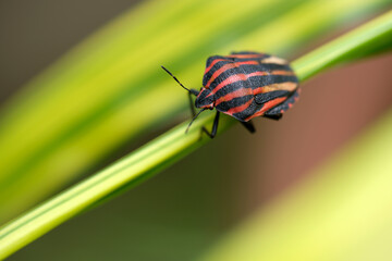 赤と黒の縞模様が美しいカメムシ