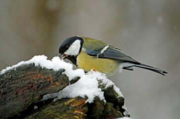 Great tit in the woods