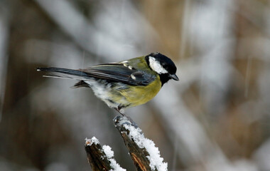 Fototapeta premium Great tit in the woods