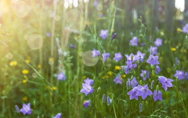 Beautiful summer flower background.