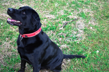 black lab