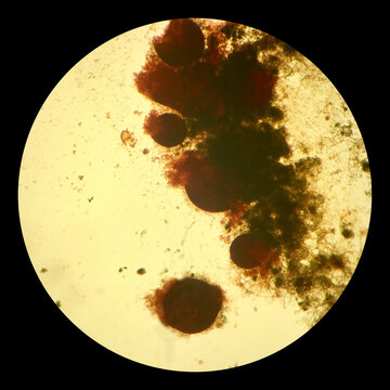 Microscopy 9