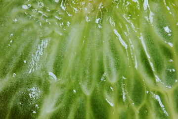 slice fresh lemon in close up for background