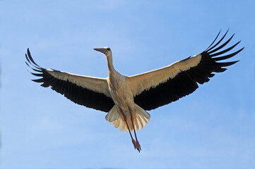 Flying Stork