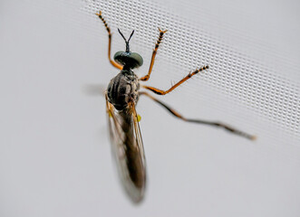 Makroaufnahme von einem Insekt auf dem Vorhang in einer Wohnung