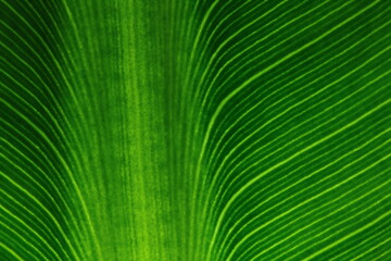 texture of green leaves in nature for background