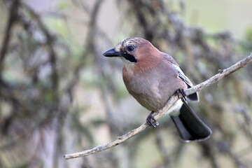 Eurasian jay