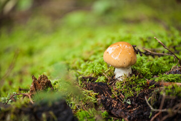 mushroom grown up inside a forest in Dolomites (Italy)