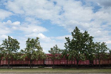 Flowering chestnuts along the railway.