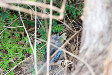 Little jay chick is sitting on the ground.