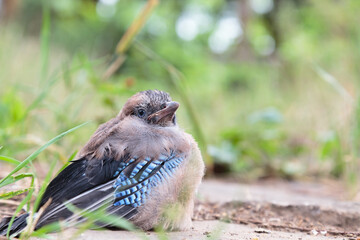 Little jay chick is sitting on the ground.