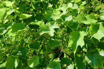 W ogrodzie © Dariusz