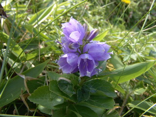 ハクサンシャジン