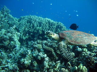 Fototapeta na wymiar Sea turtles . Great Reef Turtle .Bissa.