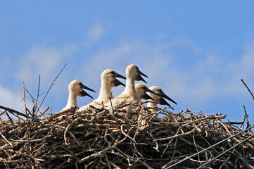 Stork chicks waiting for food