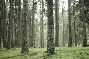 Fototapeta na wymiar Wide view inside a pine forest in the Dolomites (Italy)