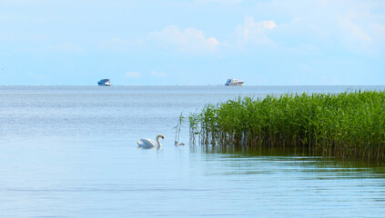  A white swan and chicks swim by the reeds. In the background two yachts in blur