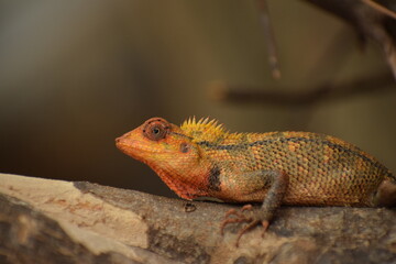 The patterns of the lizard 