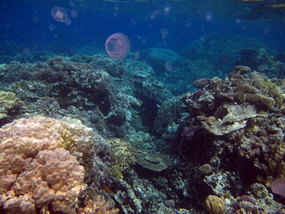 Fototapeta na wymiar Beautiful coral reefs of the Red Sea.