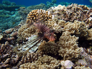 Lion Fish in the Red Sea.