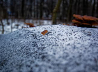 orange mushrooms on a stump in winter, Moscow