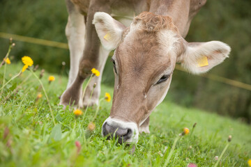 A brown alpine cow in a green pasture in Dolomites area