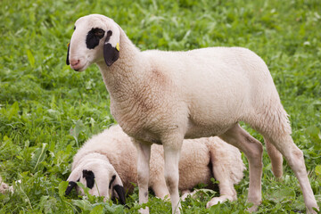 Brillenschaf sheep in an Italian mountain  pasture