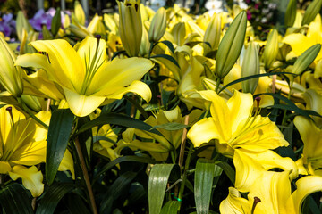 Close-up of yellow lily flowers in a flowerbed. Yellow flower field. Yellow flower background. Macro photography.
