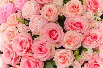 Many pink rose flower.