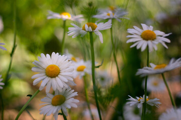 Garden daisies, Leucanthemum vulgare, on a natural background. Flowering of daisies. Oxeye daisy, Daisies, Dox-eye, Common daisy, Dog daisy, Moon daisy. Gardening concept