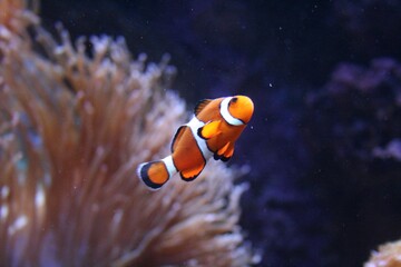 White and orange clownfish swimming in the water - obrazy, fototapety, plakaty