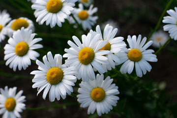 Garden daisies, Leucanthemum vulgare, on a natural background. Flowering of daisies. Oxeye daisy, Daisies, Dox-eye, Common daisy, Dog daisy, Moon daisy. Gardening concept