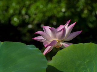 Pink lotus in a pool.