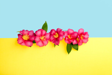 Pink flowers on blue and yellow background, space for text.