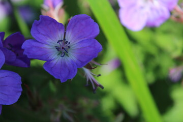 Nahaufnahme lila Blume in den Bergen