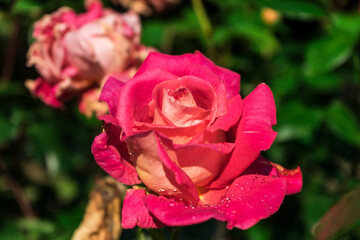 pink rose in garden