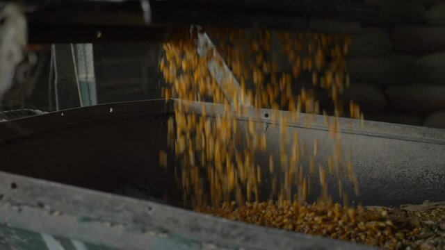 Moving shot of corn/maize falling into grinder.