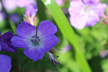 Nahaufnahme lila Blume in den Bergen