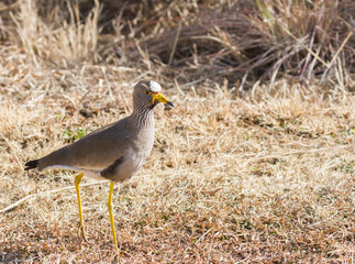 African Wattled Lapwing Vanellus senegallus with a colorful head foraging on the ground in South Africa