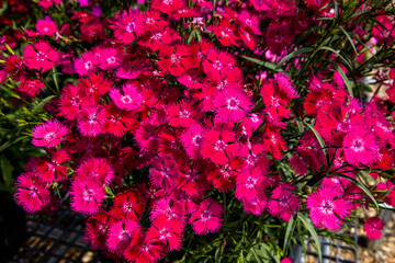 Close-up of pink Dianthus flowers with dark green leaves. Pink flower background.
