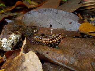 moth caterpillar on a leaf