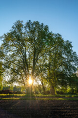 Sonnenschein im Baum