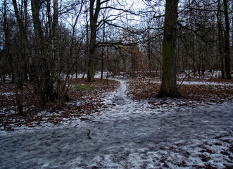 path through the little snow forest, Moscow