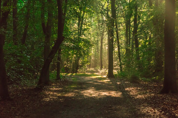 morning in the forest
