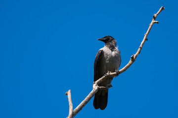 A Hooded Crow Perched on a Leafless Branch on a Hot Summer Day 
