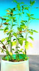 Obraz premium Some chilli seedlings in a pot.