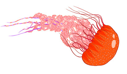 Fototapeta premium sea orange jellyfish