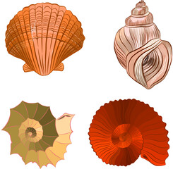 shell sea vector illustration