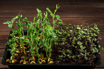Mixed Microgreens in box on wooden table background.