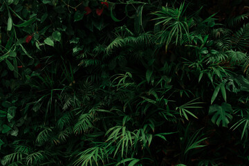 Fototapeta premium Tropical leawes background. Natural wallpaper. 